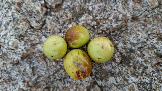 Jujube fruits (Ziziphus jujuba), also known as red dates or Chinese dates