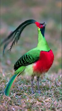 Majestic Himalayan Monal in Vibrant Colors