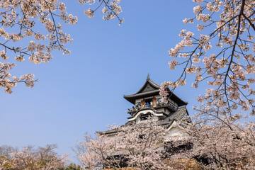 Fototapeta premium 朝の国宝犬山城と桜