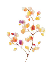 Obraz premium PNG Watercolor autumn branch with colorful leaves.
