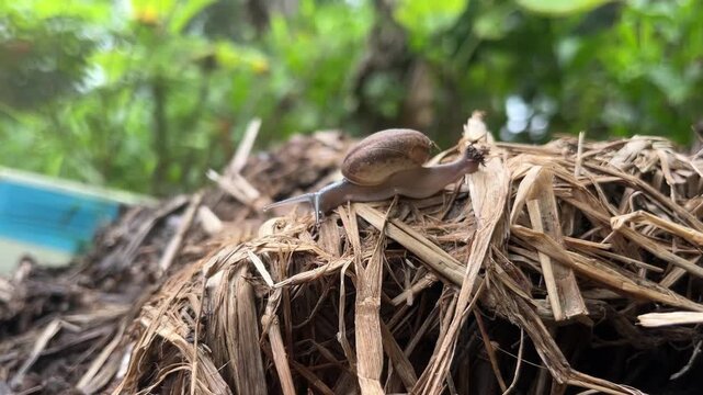 A solitary snail navigates a delicate path across a textured bed of dried leaves and straw, its shell a miniature world in motion. The soft green foliage in the background hints at a damp.