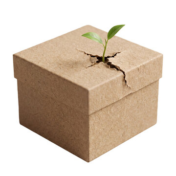 A small plant growing through a cracked cardboard box on transparent background seedling sprout