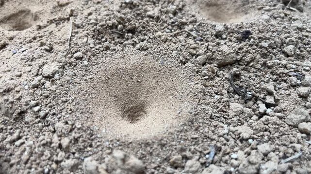 Antlion Larva Pit in Soil: A close-up macro shot reveals a funnel-shaped pit dug into dry soil, a trap created by an antlion larva to catch its prey.