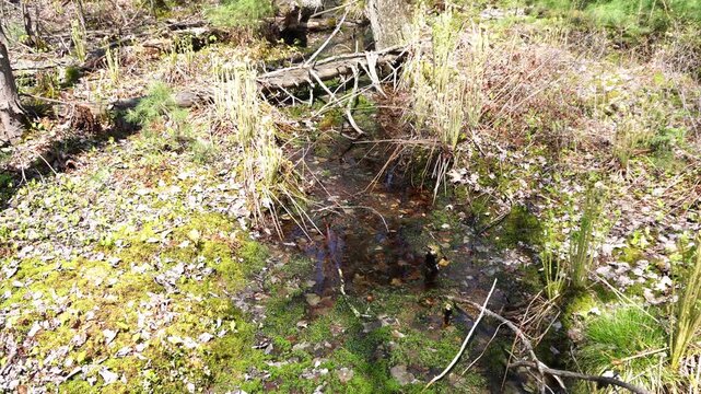 Small stream flowing through spring forest with mossy ground and fallen trees.