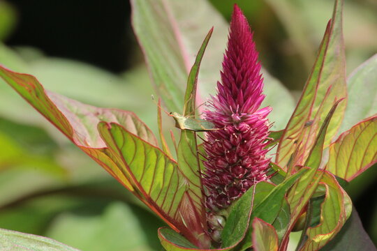 leaf-footed bug or coreid plant bug (family Coreidae) resting on a cockscomb (Celosia) flower head