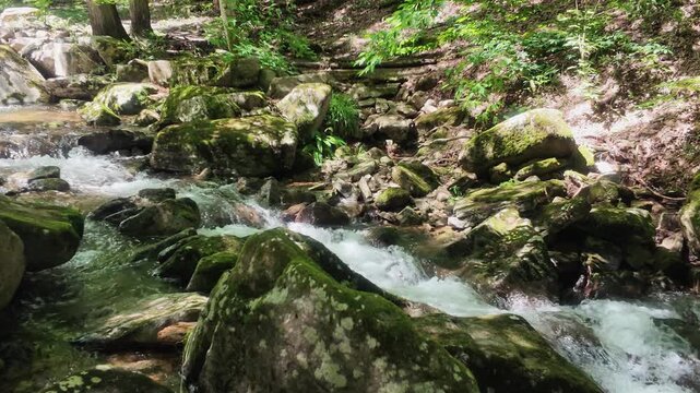 A mountain stream flows over moss-covered rocks in a lush green forest, creating white rushing water.