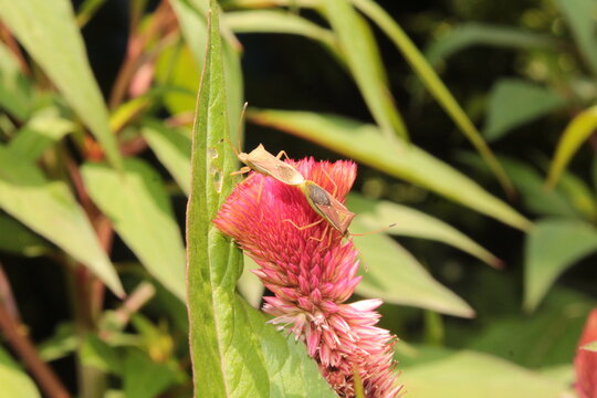 leaf-footed bug or coreid plant bug (family Coreidae) resting on a cockscomb (Celosia) flower head
