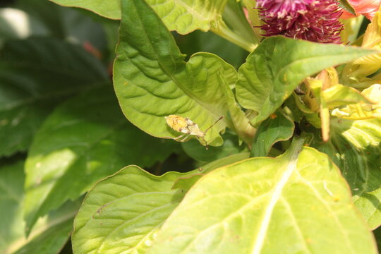 leaf-footed bug or coreid plant bug (family Coreidae) resting on a cockscomb (Celosia) flower head
