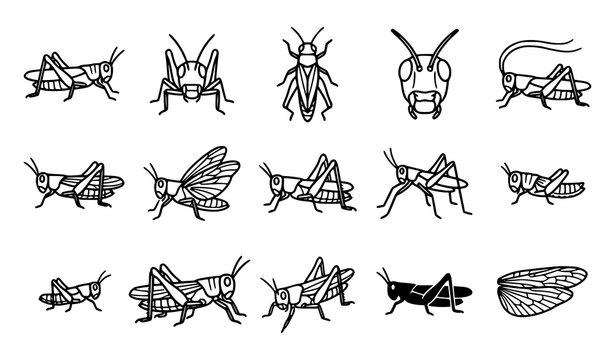 Grasshopper outline icons collection with insect anatomy wings antennae and wildlife vector line art