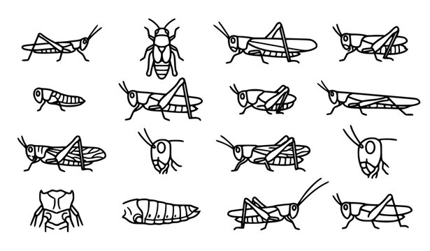 Grasshopper and locust outline icons with insect silhouettes wings legs and anatomy vector designs