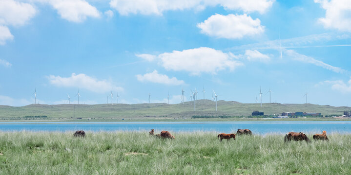 Horses running along the shore of a blue salt lake in summer in Ulan Hada Volcano Geopark, Ulanqab, Inner Mongolia, China