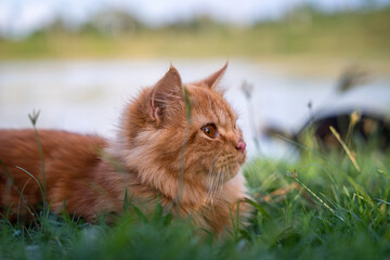 cat in the grass © Mehedi