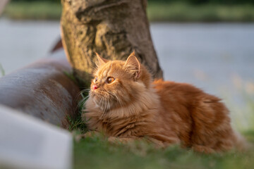 cat in the garden © Mehedi
