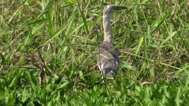 Ardeola speciosa (blekok sawah, kuntul, Javan pond heron, Java pond heron, Javanese pond heron) in the nature