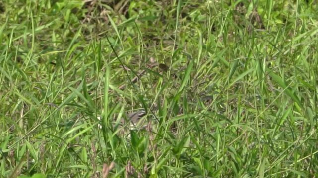 Ardeola speciosa (blekok sawah, kuntul, Javan pond heron, Java pond heron, Javanese pond heron) in the nature