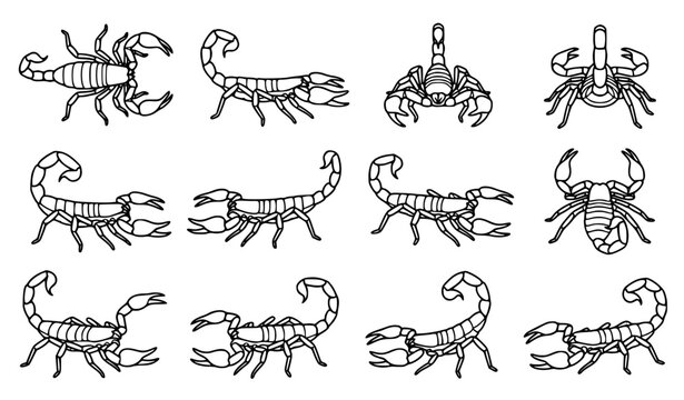 Emperor Scorpion Scientific Line Art, Black Arachnid Vector Illustration Set