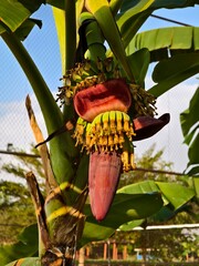 Young Kepok bananas and their blossoms in the morning © RMX IMG