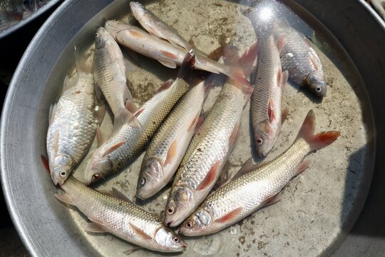 インド　コルカタ　大衆魚