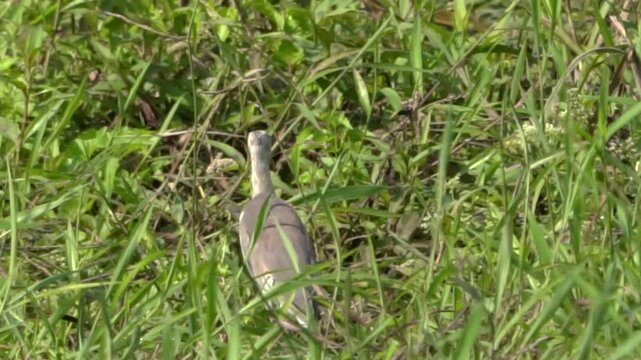 Ardeola speciosa (blekok sawah, kuntul, Javan pond heron, Java pond heron, Javanese pond heron) in the nature
