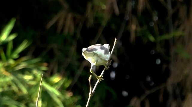 Ardeola speciosa (blekok sawah, kuntul, Javan pond heron, Java pond heron, Javanese pond heron) in the nature