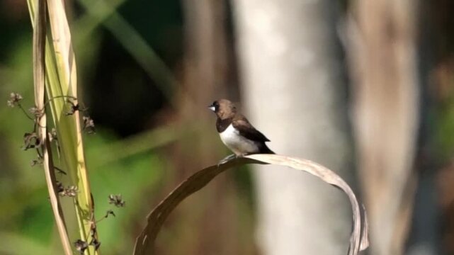 Lonchura leucogastroides (Bondol jawa, pipit bondol, emprit bondol, Javan Mannikin, Javanese Mannikin, Java Munia, Javan White bellied Munia, Black rumped Munia) on the grass