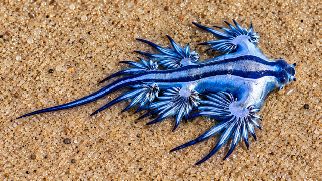 Blue dragon sea slug Glaucus atlanticus on wet sand, close-up of a striking blue pelagic nudibranch with branching appendages