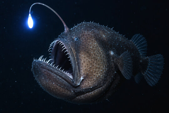 Deep sea anglerfish with glowing bioluminescent lure and sharp teeth swimming in dark ocean water, close-up of a mysterious deep ocean predator