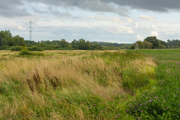 Rural wetland landscape with reeds, meadow and flowering clover field. Atmospheric countryside landscape featuring tall reed and wetland vegetation beside the edge of a green clover field. Golden gras © Nadiia