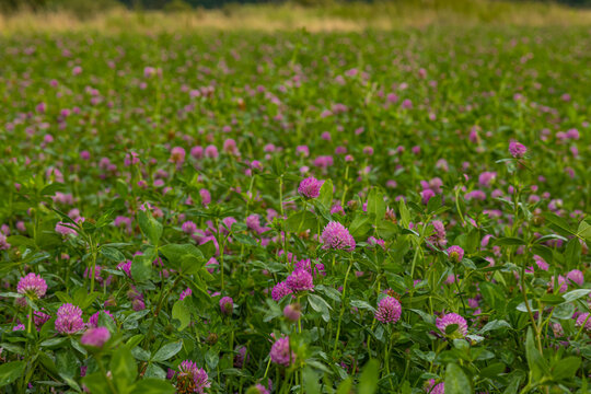 Macro view of delicate pink red clover blossoms in a natural meadow. Close-up macro photograph of delicate pink red clover flower heads surrounded by lush green foliage. The shallow perspective emphas