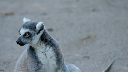 Close-up of a Ring-Tailed Lemur Looking Sideways on Sandy Ground © blueringmedia