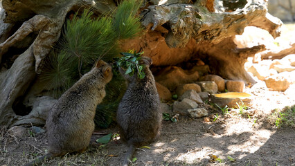 Two Quokkas Foraging for Green Leaves Beside a Large Hollow Log © blueringmedia