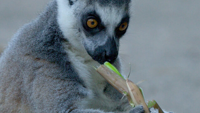 Close-up of a Ring-tailed Lemur Eating a Bamboo Branch