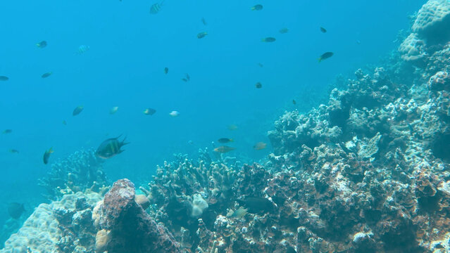 Sergeant Major Fish Swimming Over a Tropical Coral Reef in Palau
