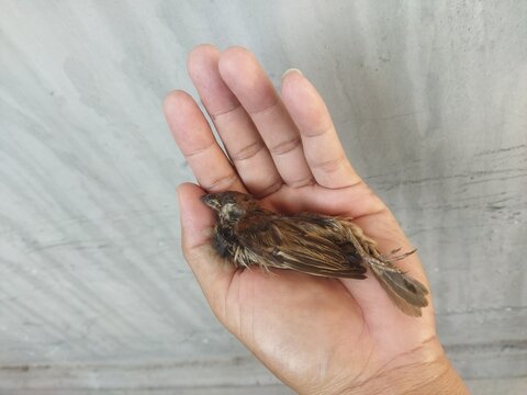 A small bird died in the palm of the hand.