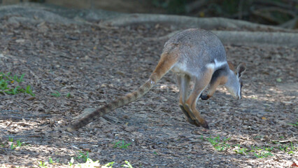 Australian Swamp Wallaby Hopping Across a Shaded Forest Floor © blueringmedia