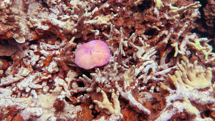 Vibrant Pink Fungia Mushroom Coral Resting on a Tropical Reef Floor © blueringmedia