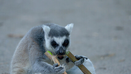 Ring-Tailed Lemur Sitting on Ground and Chewing on Bamboo Branch © blueringmedia