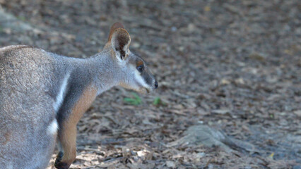 Close-up Profile of an Alert Swamp Wallaby Standing on Mulched Ground © blueringmedia