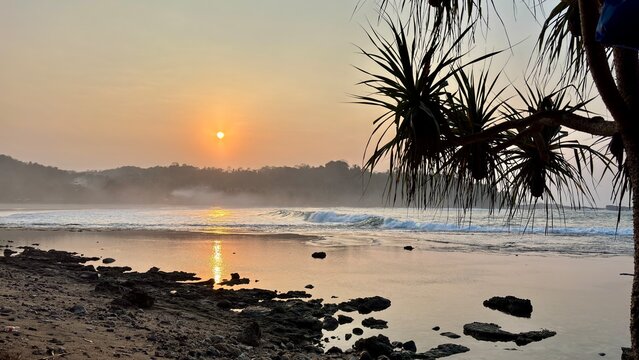 Golden sunset over calm sea shore framed by silhouette leaves of screw pine (Pandanus tectorius).