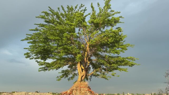 Stunning solitary green tree standing against dark stormy clouds on rural landscape in summer season.