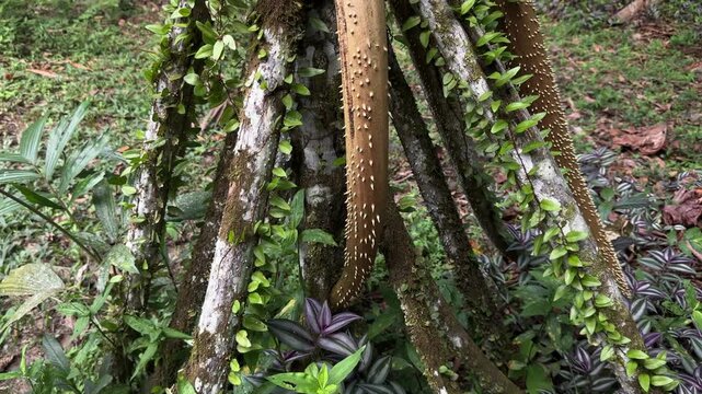 Stilt roots of tropical pandanus tree in lush forest environment.