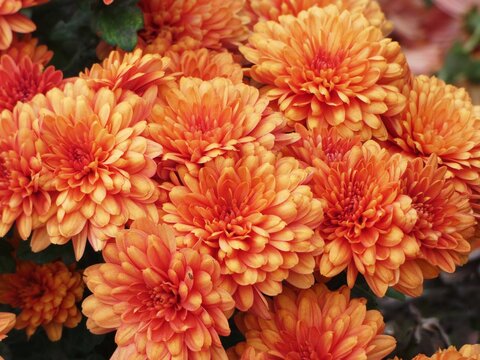 orange chrysanthemum flowers