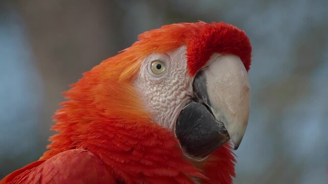 Bright red parrot in the forest during daytime