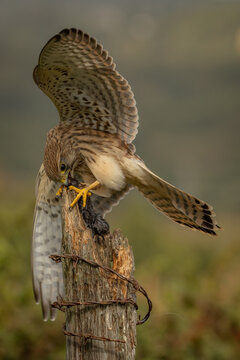 Female kestrel (Falco tinnunculus), a wild bird of prey holding a captured mouse on a perch, showing natural predatory and feeding behaviour.