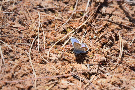 A closeup shot of a common blue butterfly, polyommatus icarus, sitting on a patch of dry red colored Sphagnum moss with its wings half closed. Photo taken in Store Mosse Nationaal Park, Sweden.
