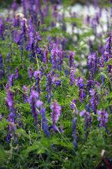 Obraz premium Field of blooming purple vetch flowers growing in summer green grass