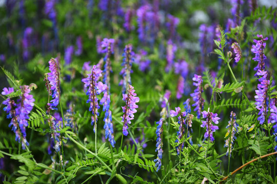 Field of blooming purple vetch flowers growing in summer green grass