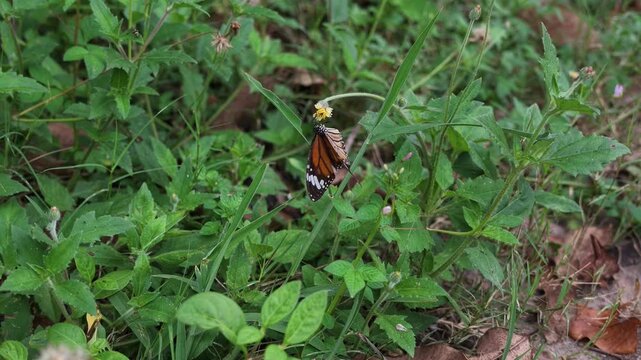 Tiger butterfly perched on a small yellow wildflower then opening its wings and flying away
