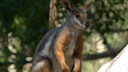 Swamp Wallaby Standing Alert in a Sunny Australian Bushland Environment © blueringmedia