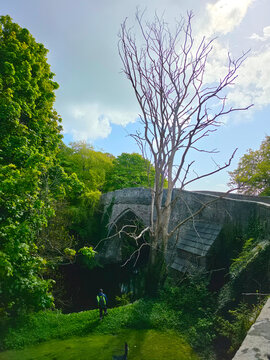 historic Brig o' Balgownie, a 13th-century single-arch medieval bridge spanning the River Don in Old Aberdeen, Scotland